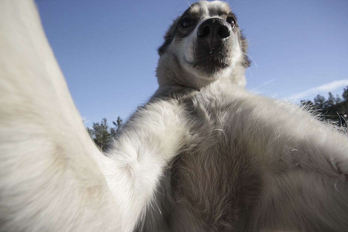 Husky Selfies | How Far From Home
