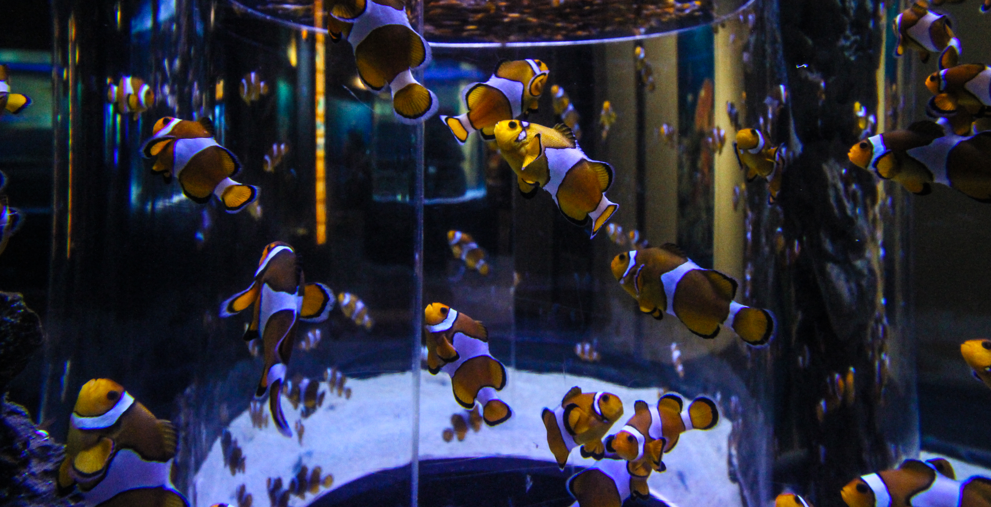 2Oceans Aquarium | How Far From Home