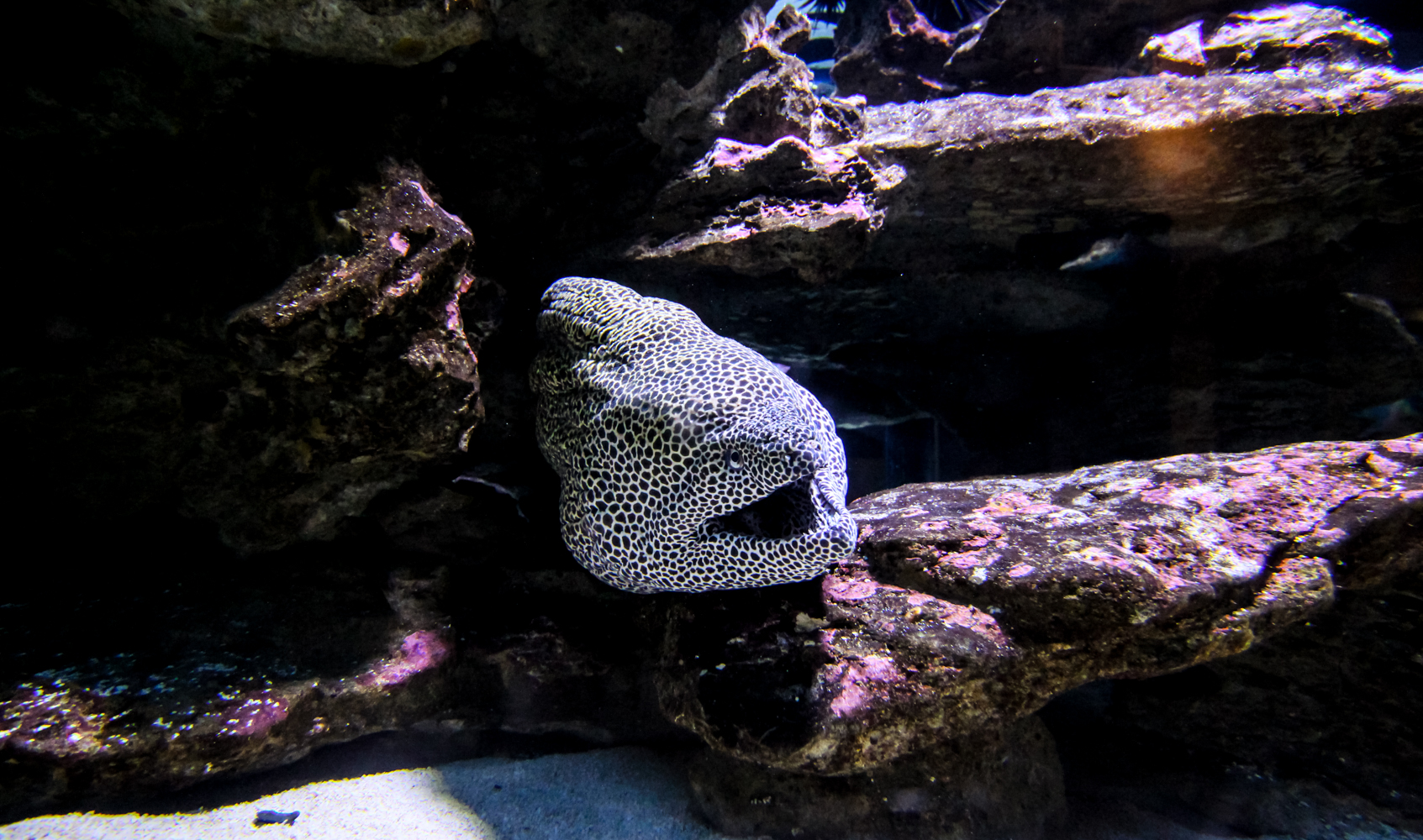 2Oceans Aquarium | How Far From Home