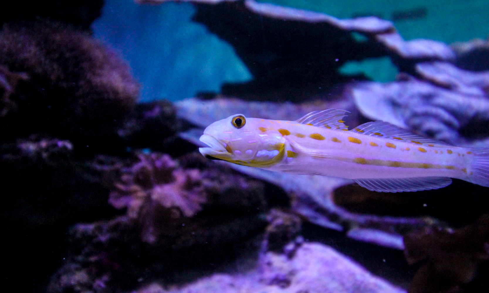 2Oceans Aquarium | How Far From Home