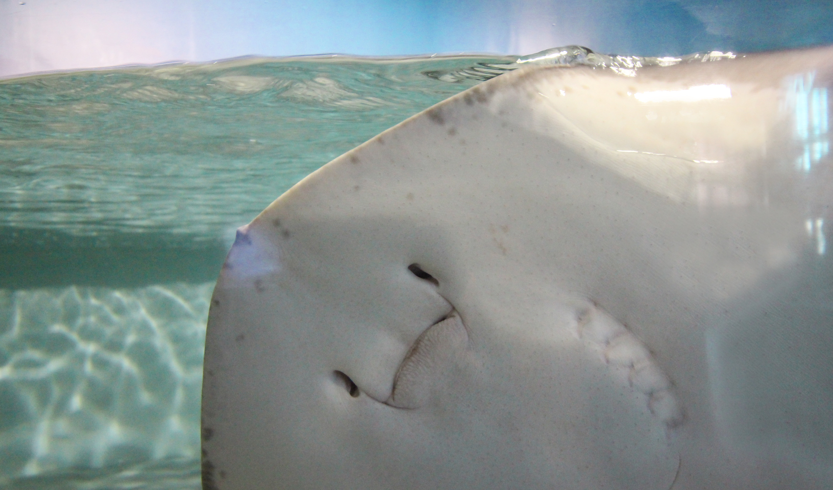2Oceans Aquarium | How Far From Home