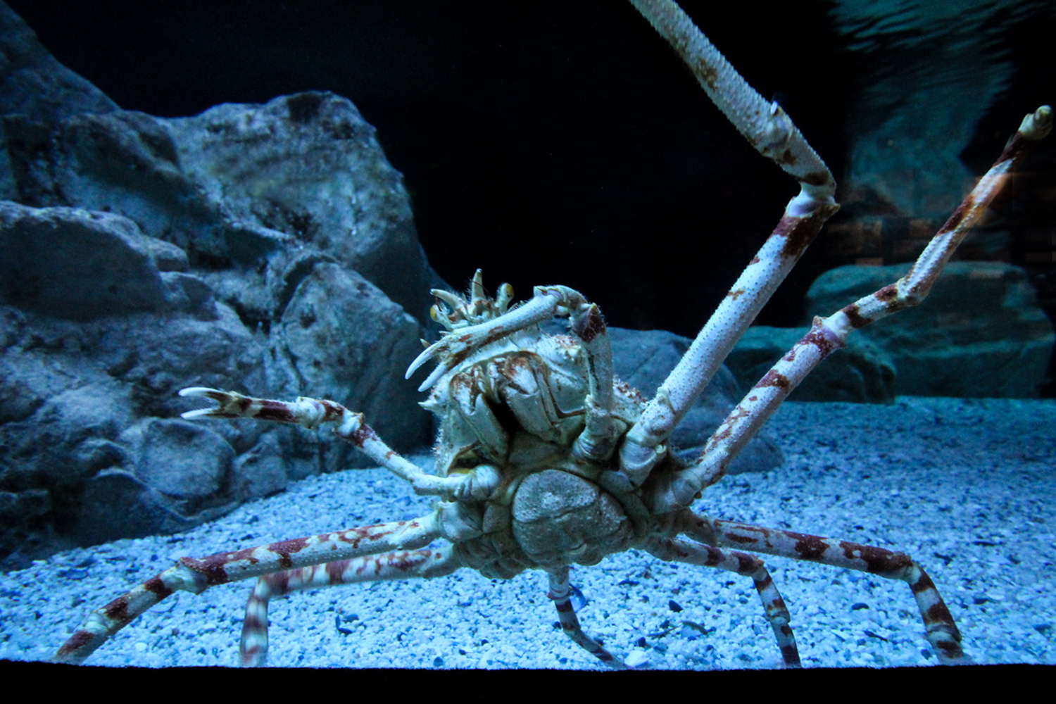 2Oceans Aquarium | How Far From Home