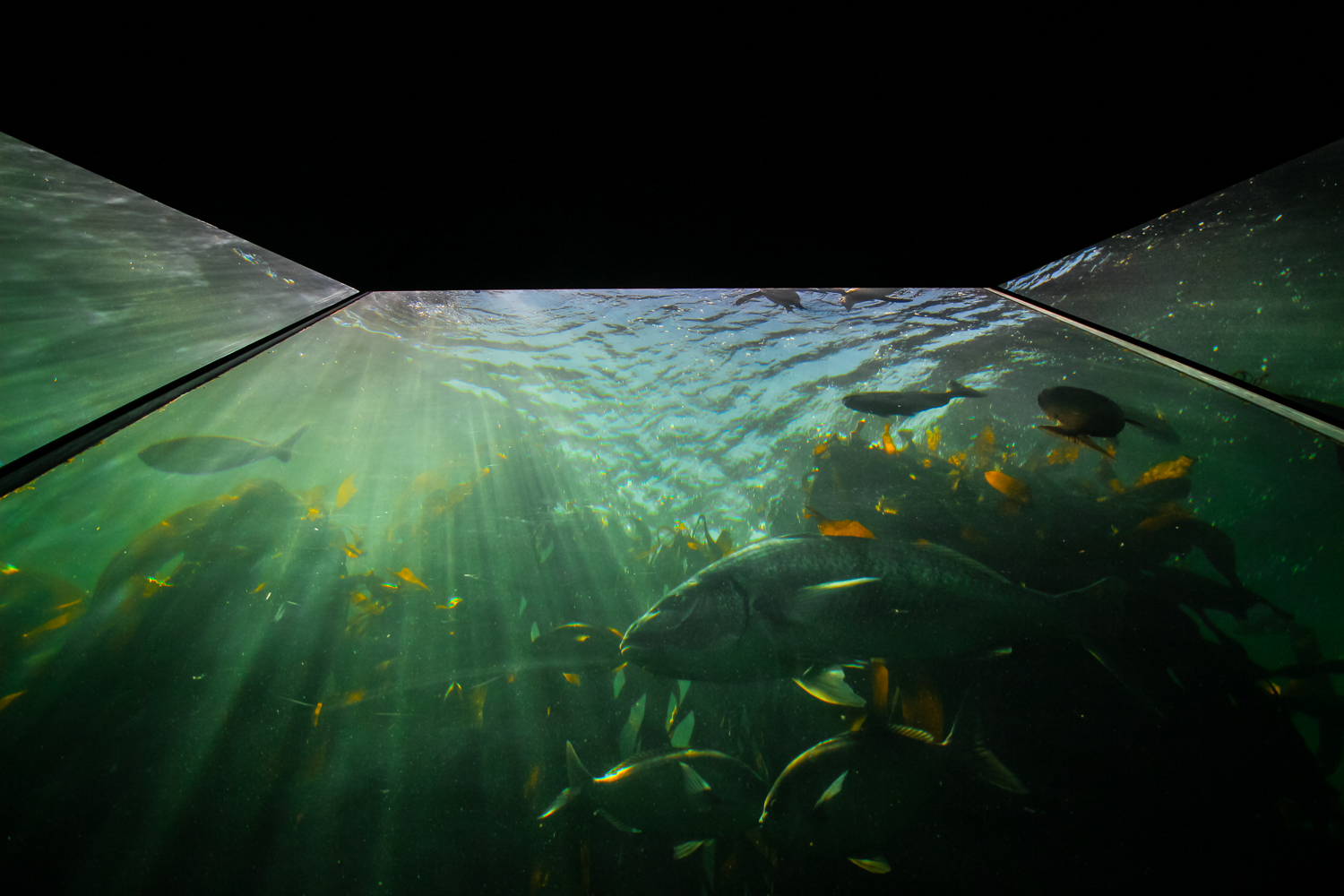 2Oceans Aquarium | How Far From Home