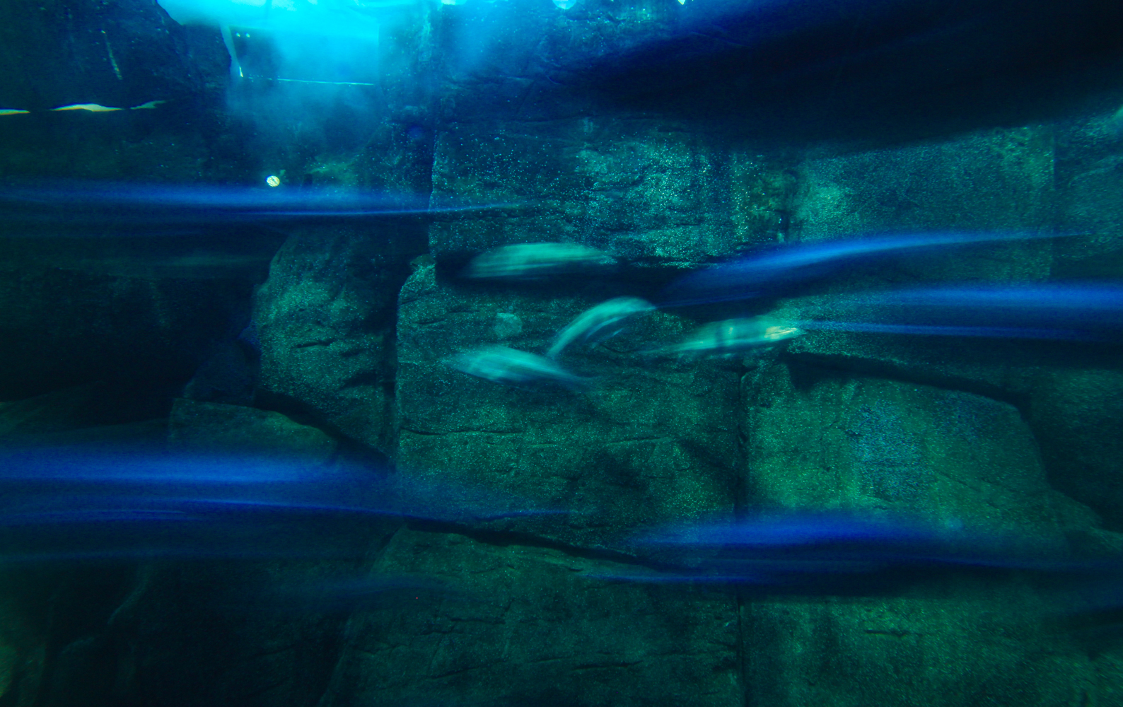 2Oceans Aquarium | How Far From Home