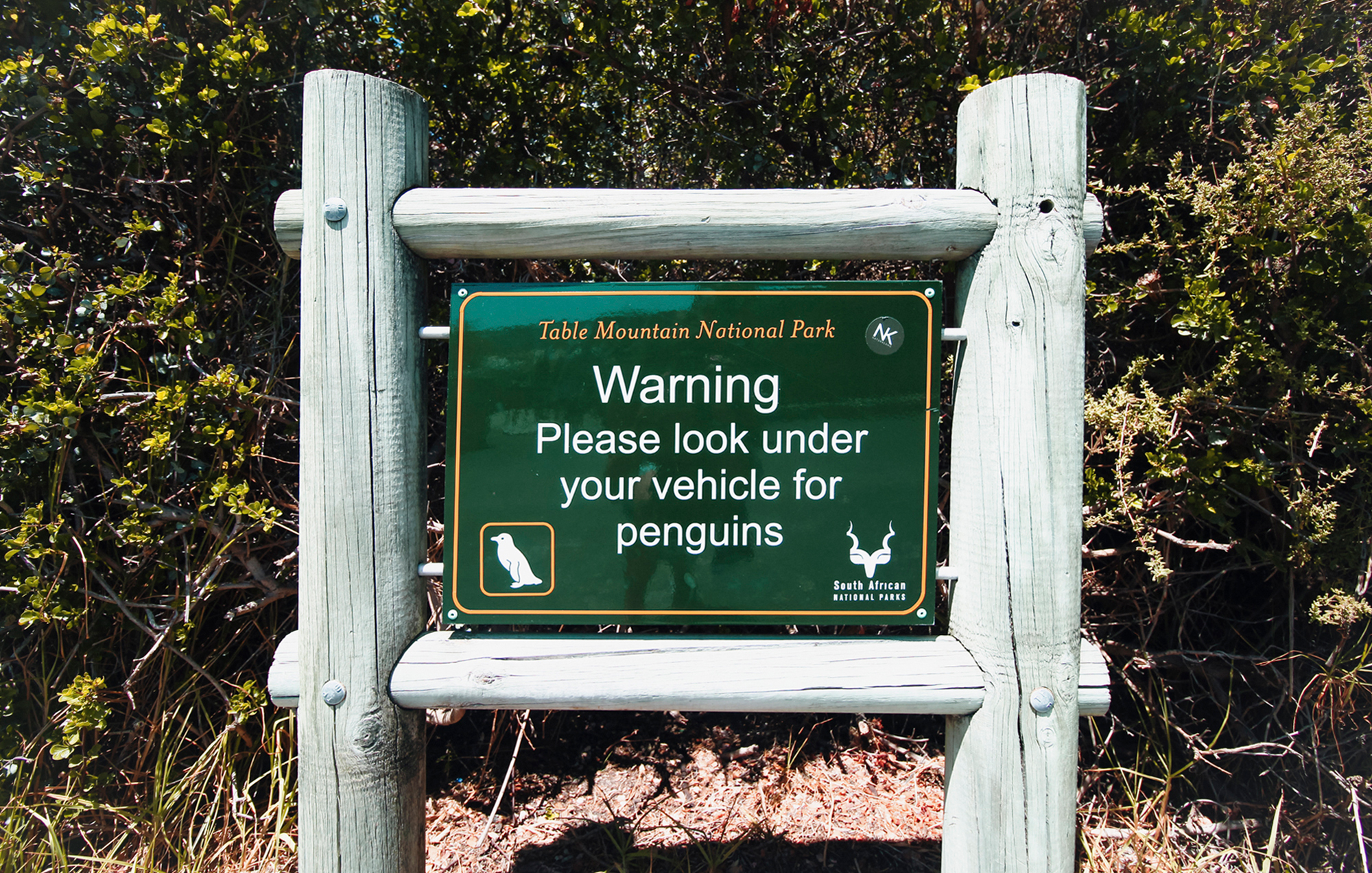 Penguin Colony near Cape Town, South Africa