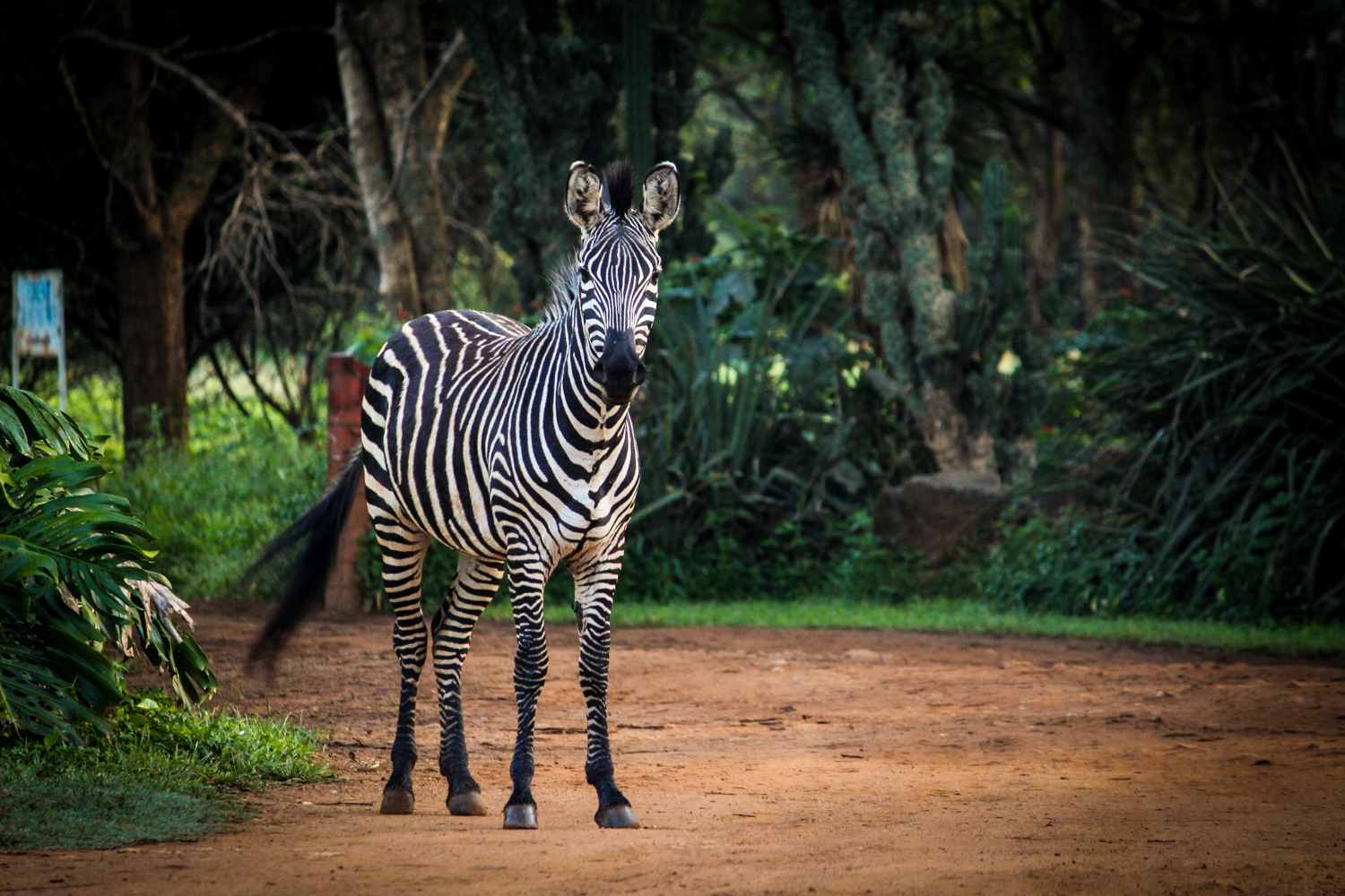Zambia | How Far From Home
