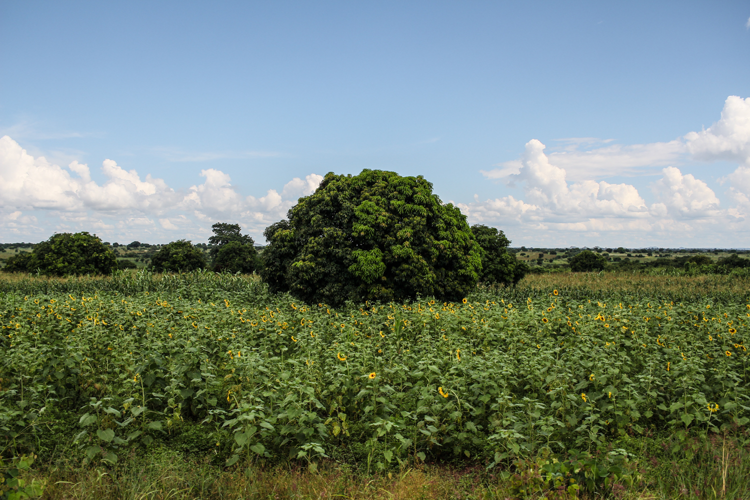 Zambia | How Far From Home