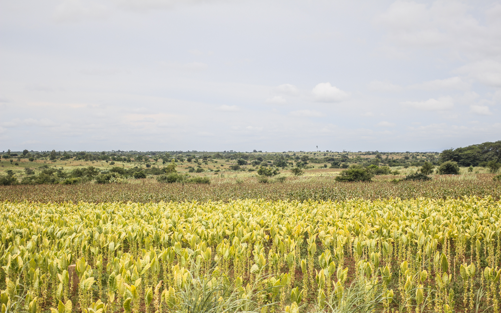 Malawi | How Far From Home