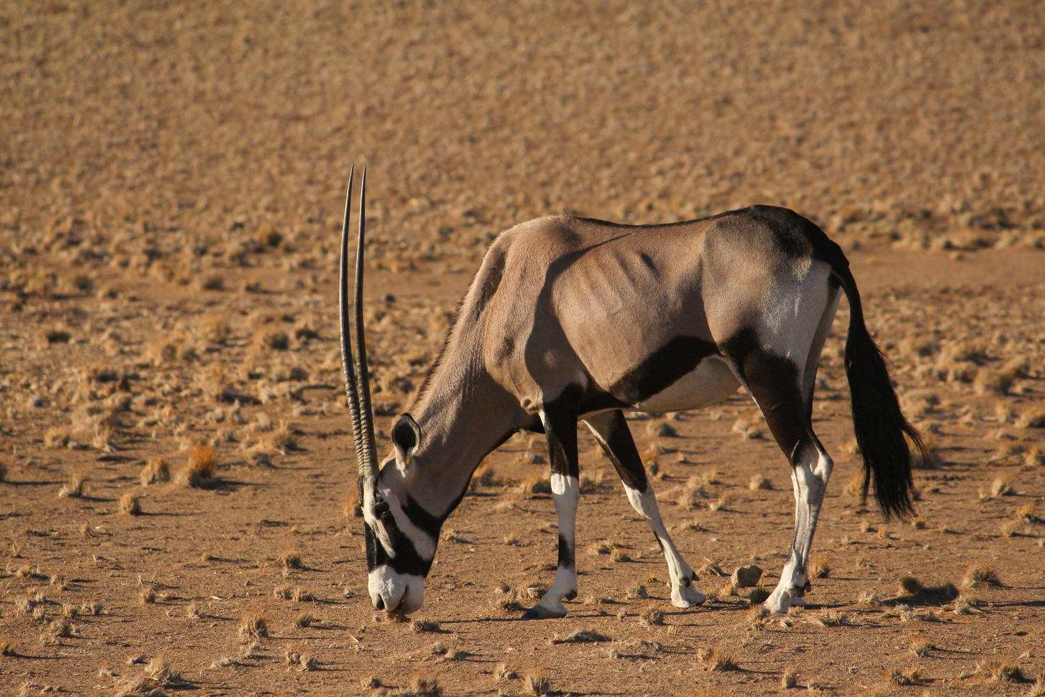 Namibia | How Far From Home