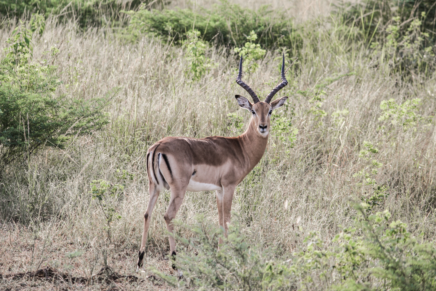 South Luangwa Zambia | How Far From Home