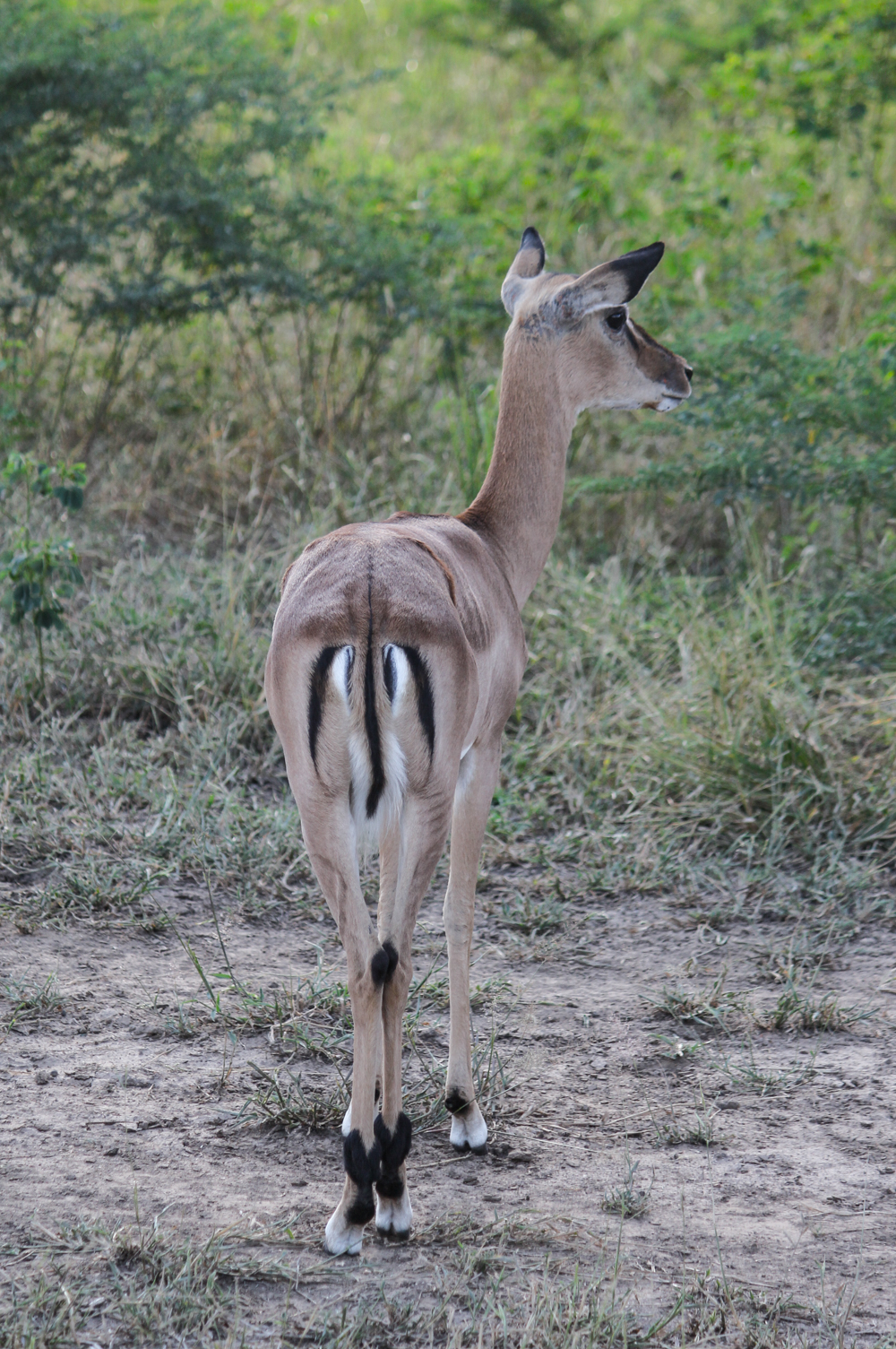 South Luangwa Zambia | How Far From Home