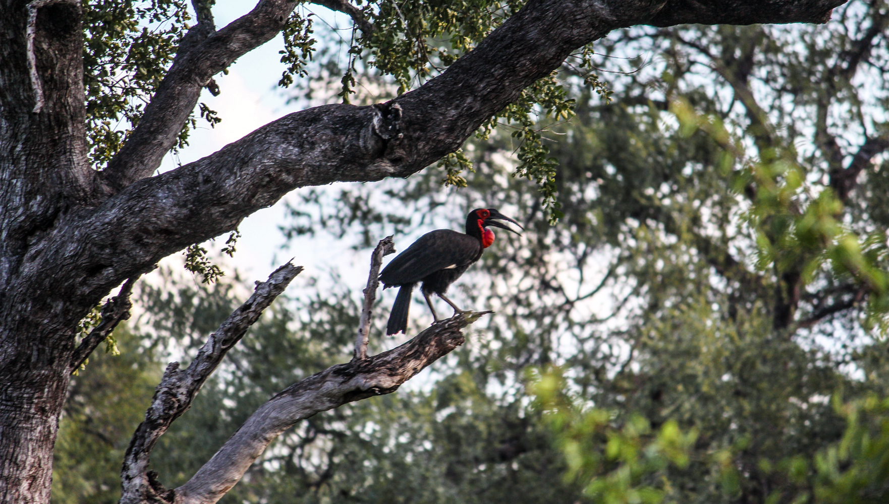 South Luangwa Zambia | How Far From Home