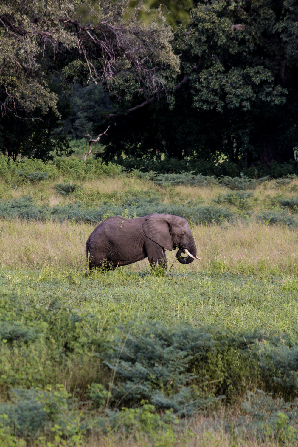 South Luangwa Zambia | How Far From Home