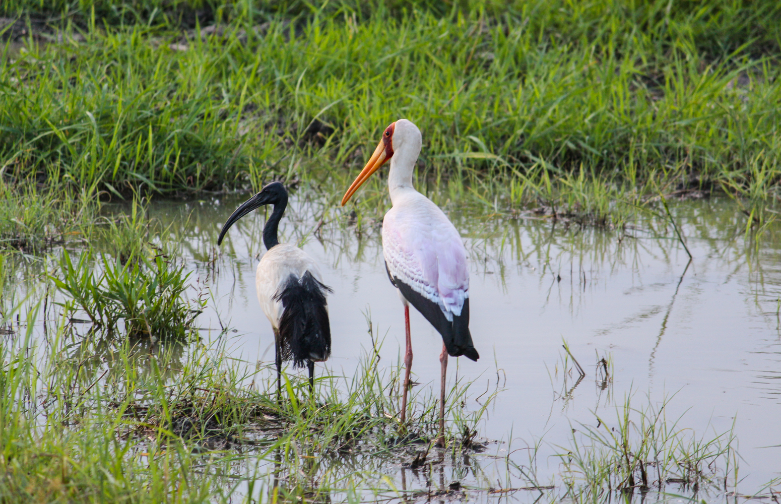 South Luangwa Zambia | How Far From Home