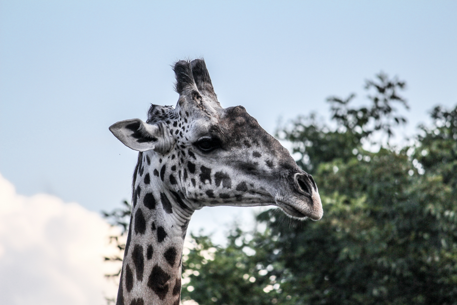South Luangwa Zambia | How Far From Home
