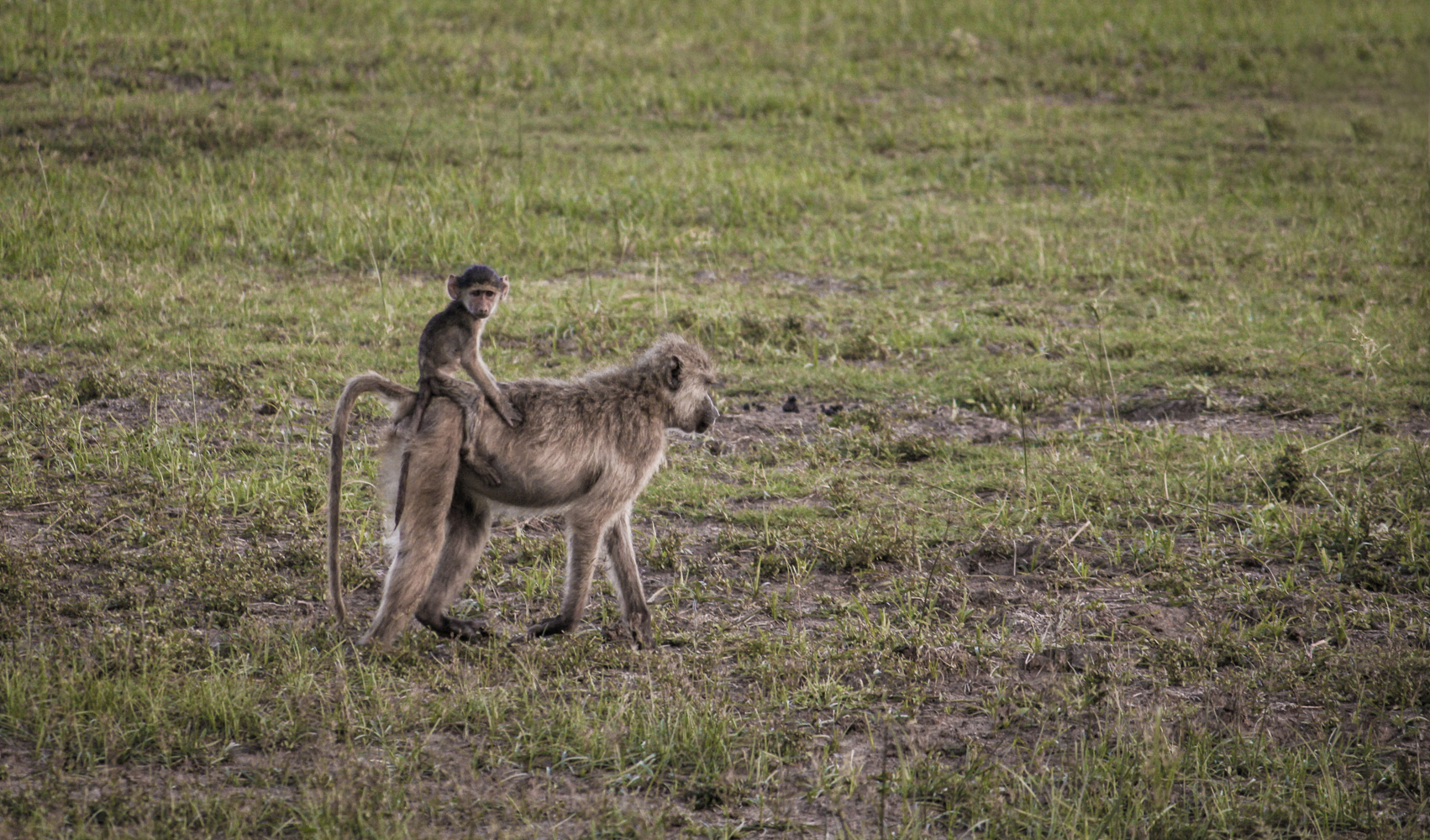 South Luangwa Zambia | How Far From Home