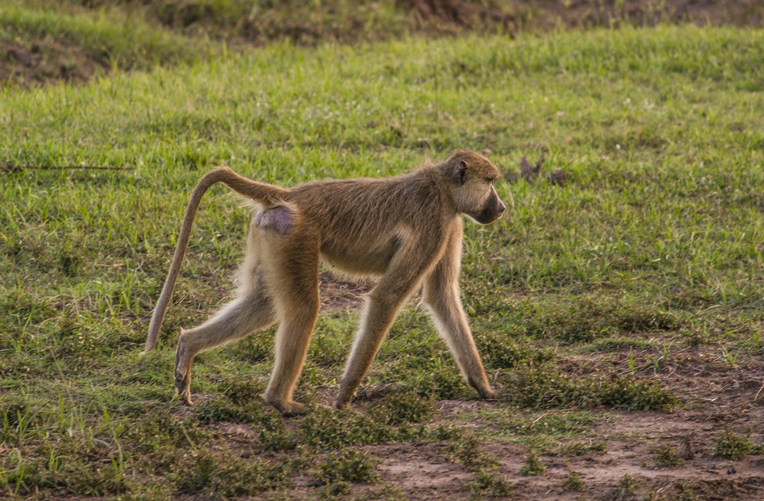 South Luangwa Zambia | How Far From Home
