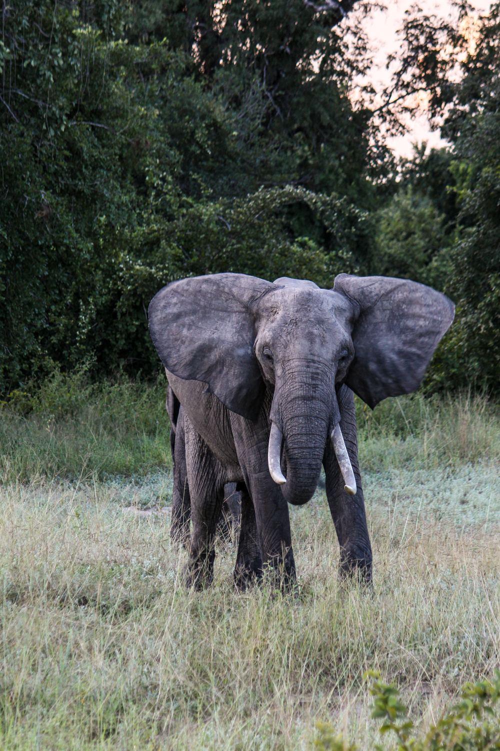 South Luangwa Zambia | How Far From Home