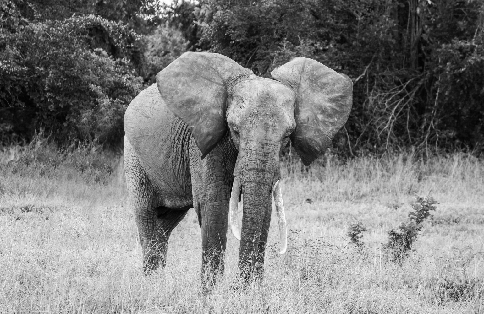 South Luangwa Zambia | How Far From Home