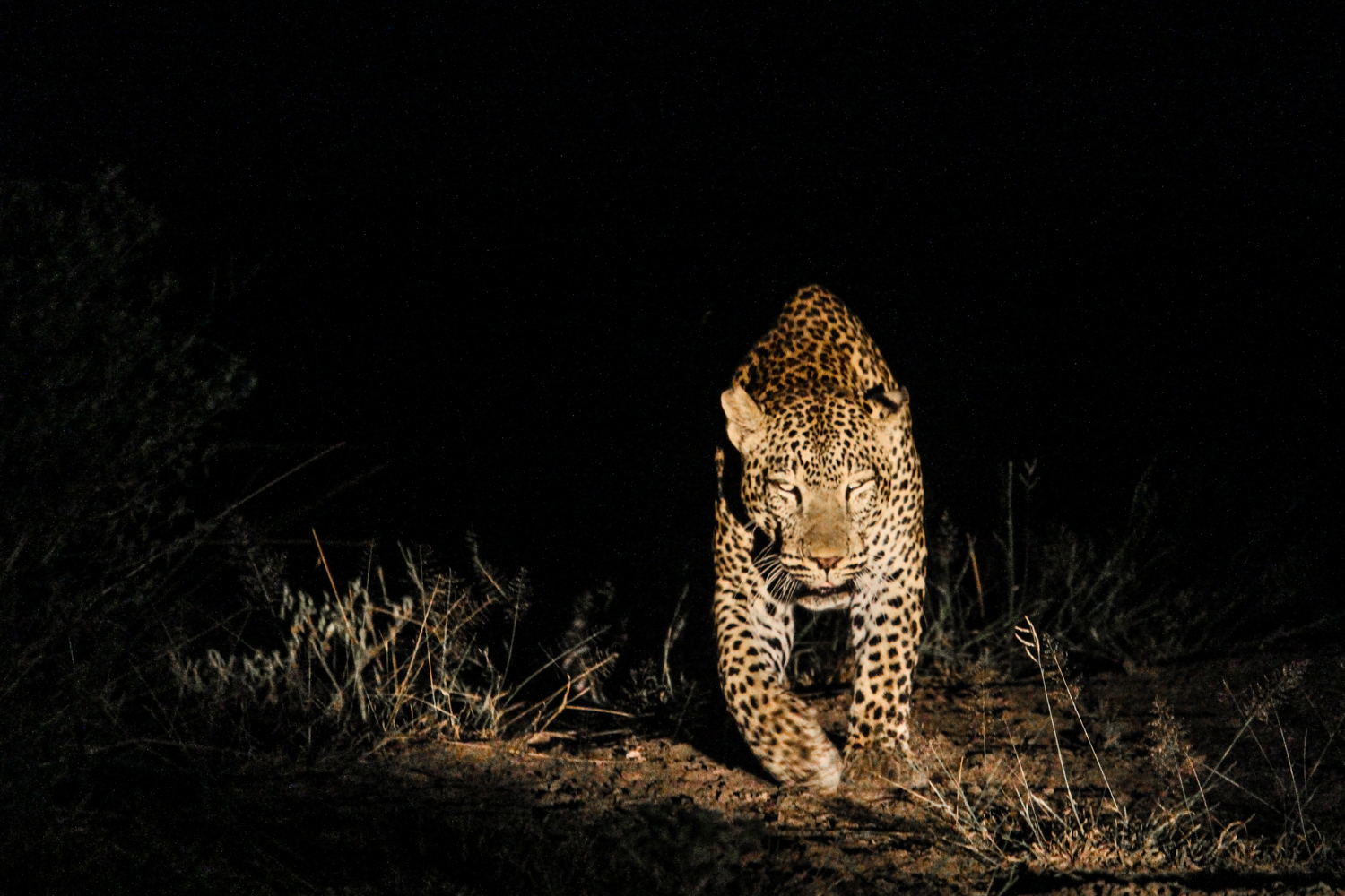 South Luangwa Zambia | How Far From Home