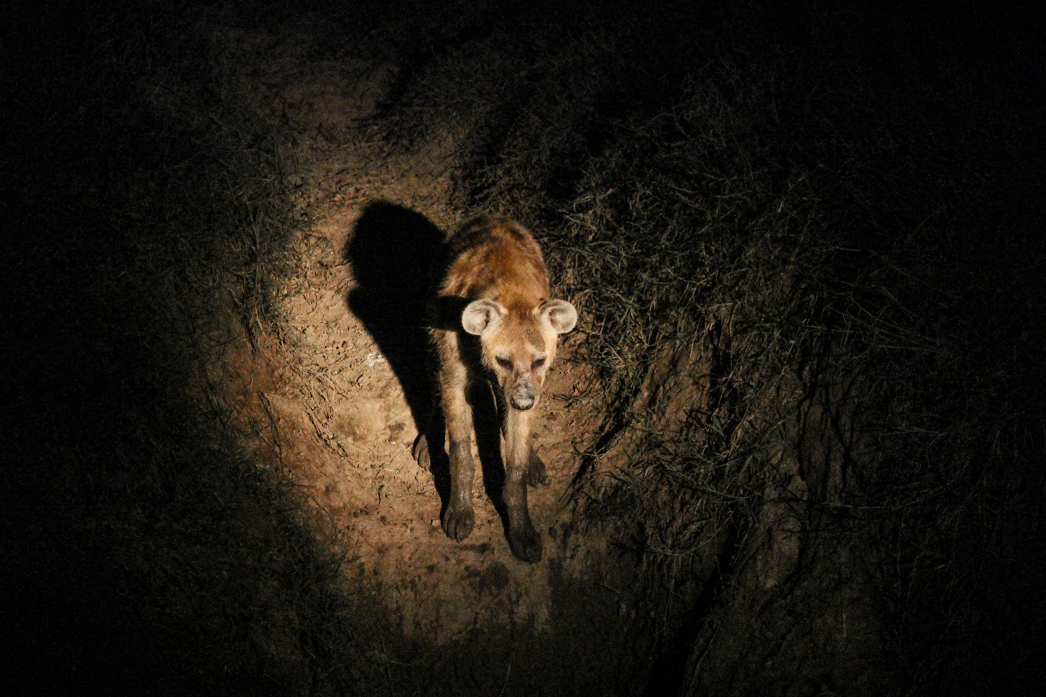 South Luangwa Zambia | How Far From Home