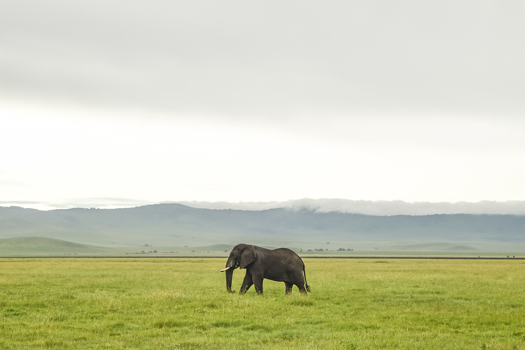 Serengeti Ngorongoro | How Far From Home