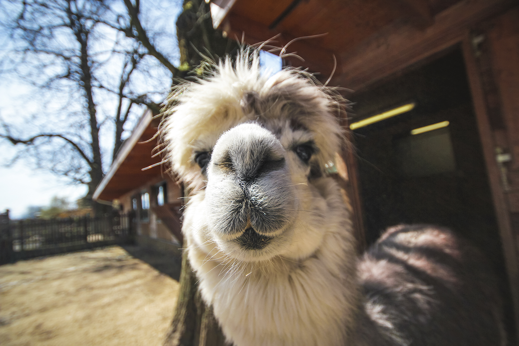 Animal Mugshots | How Far From Home