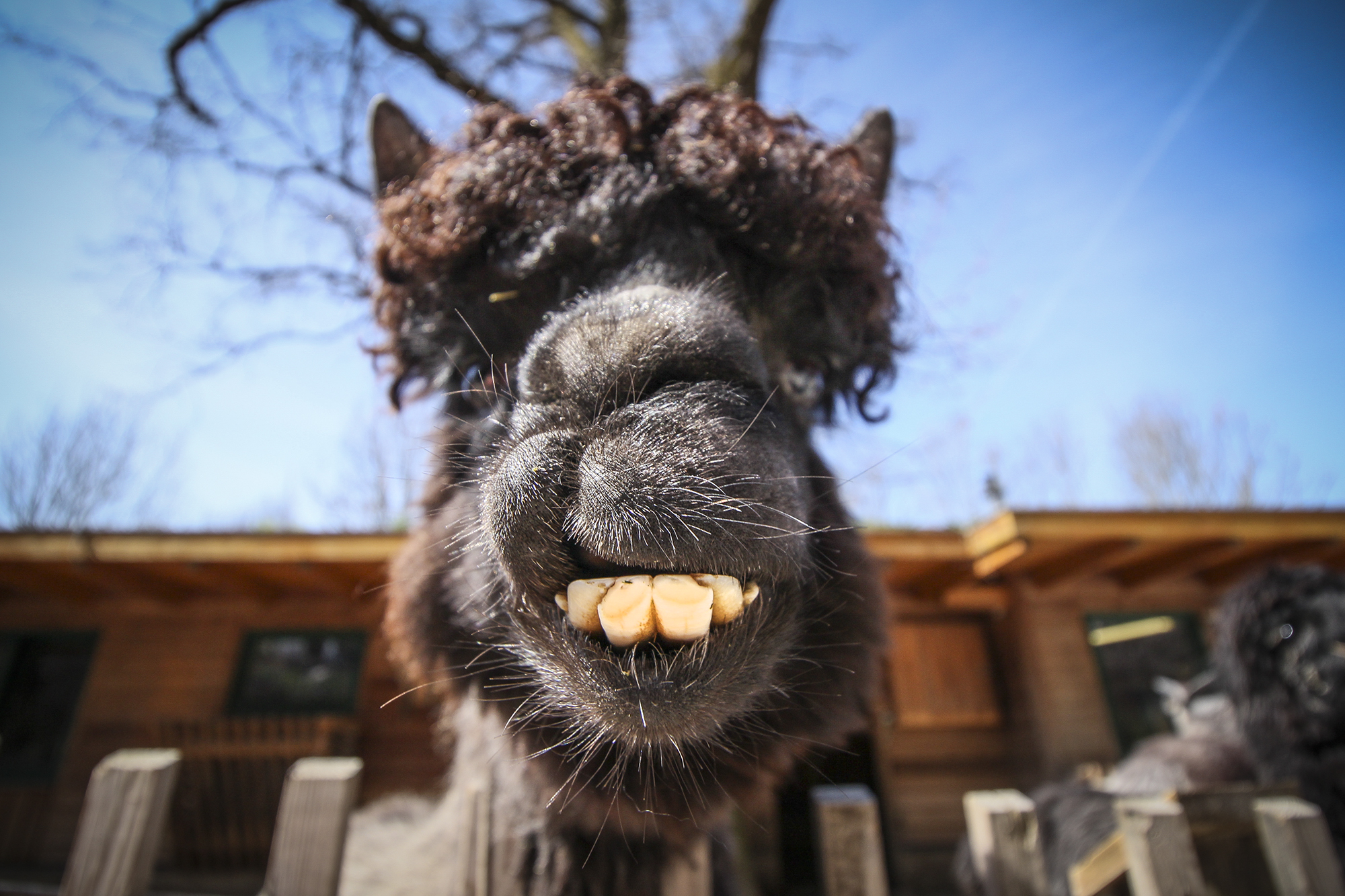 Animal Mugshots | How Far From Home