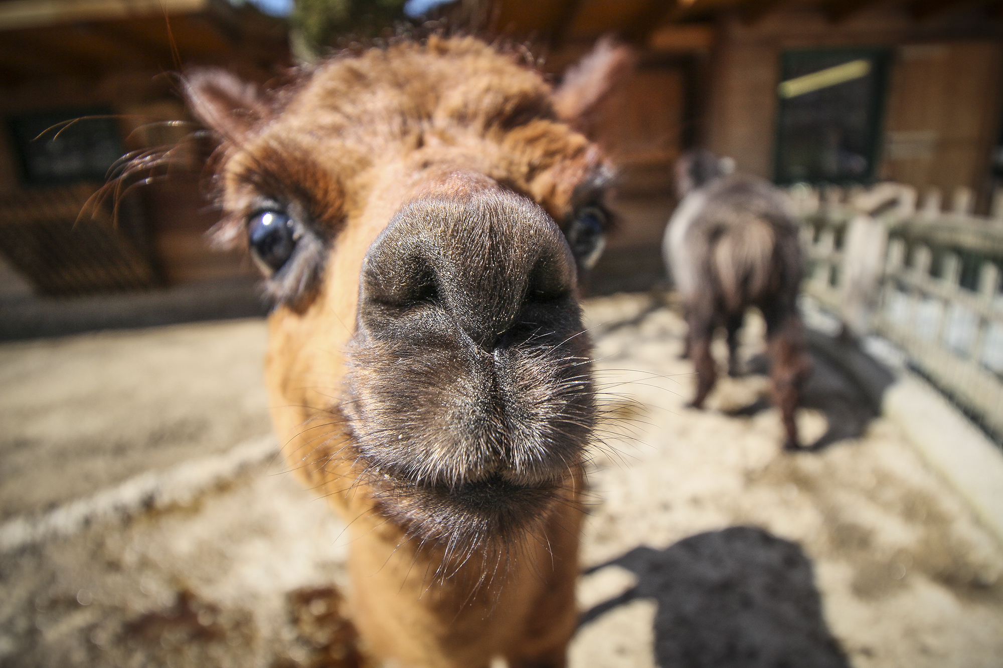 Animal Mugshots | How Far From Home