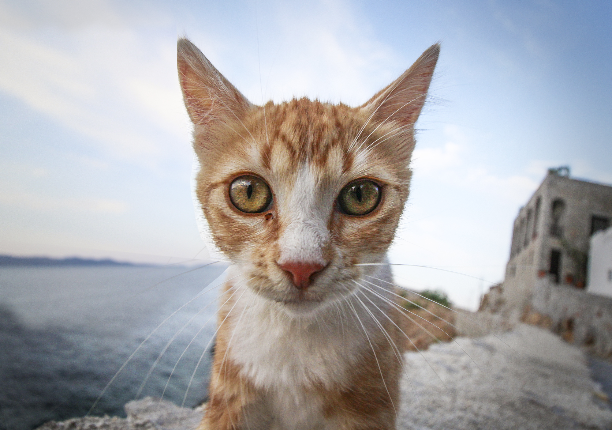 Animal Mugshots | How Far From Home