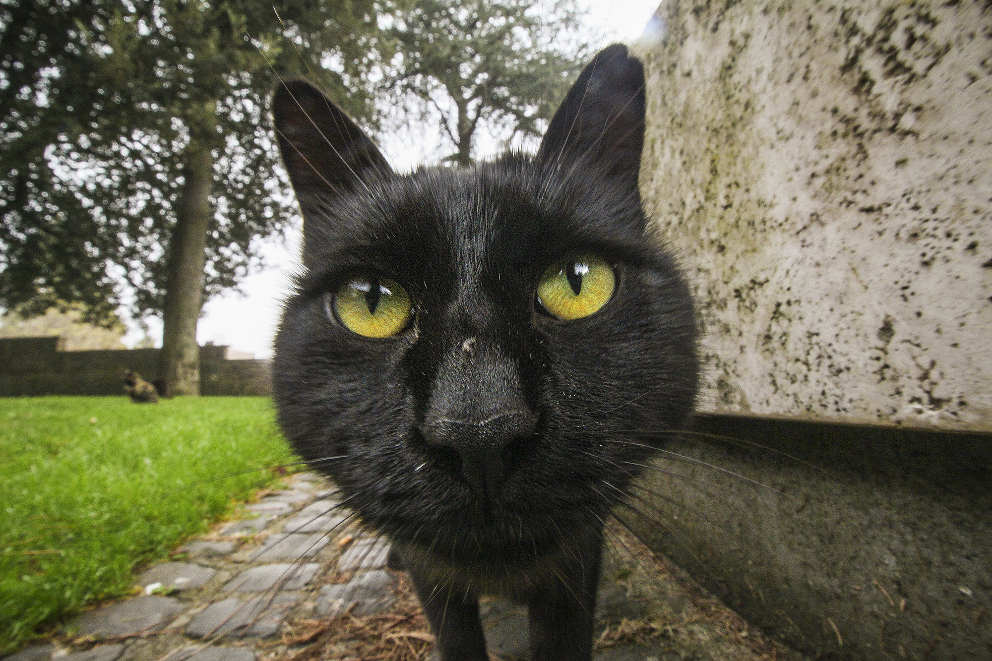 Animal Mugshots | How Far From Home