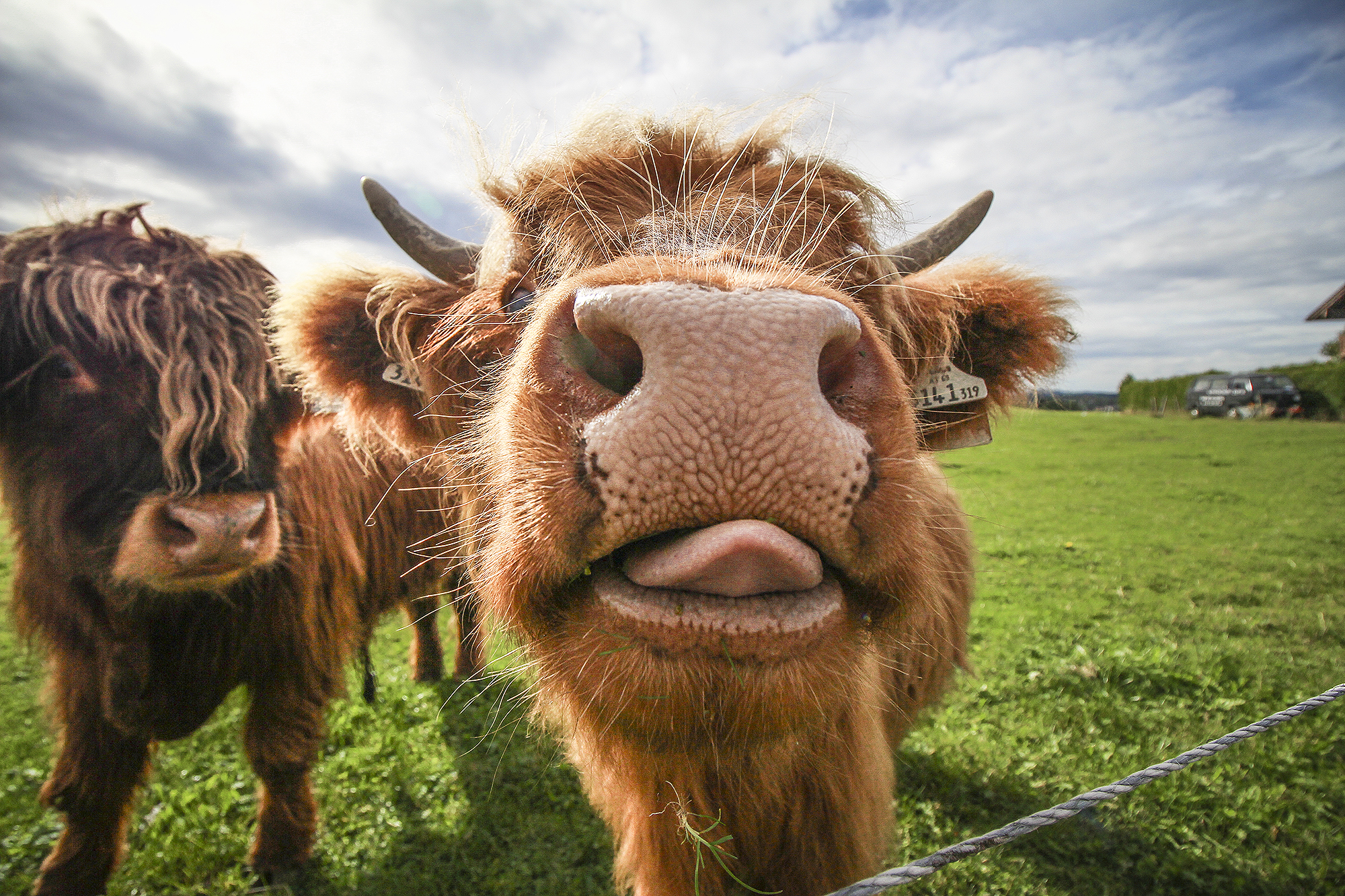 Animal Mugshots | How Far From Home