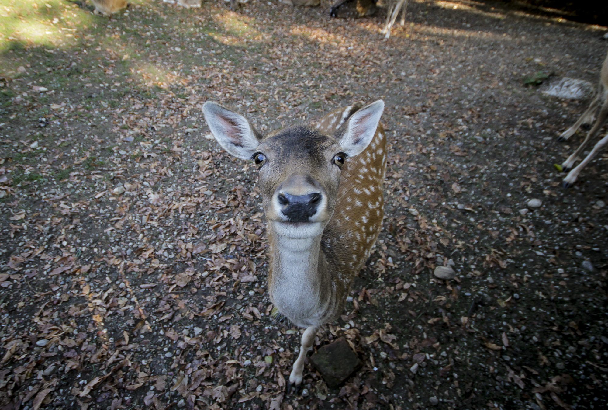 Animal Mugshots | How Far From Home
