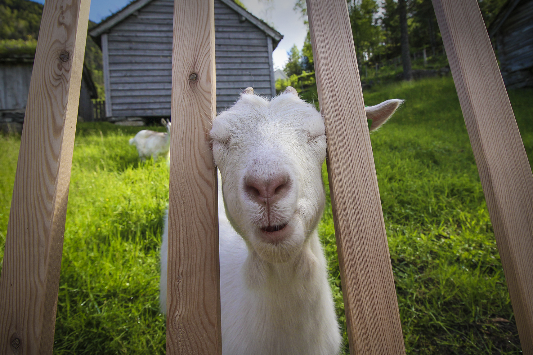 Animal Mugshots | How Far From Home