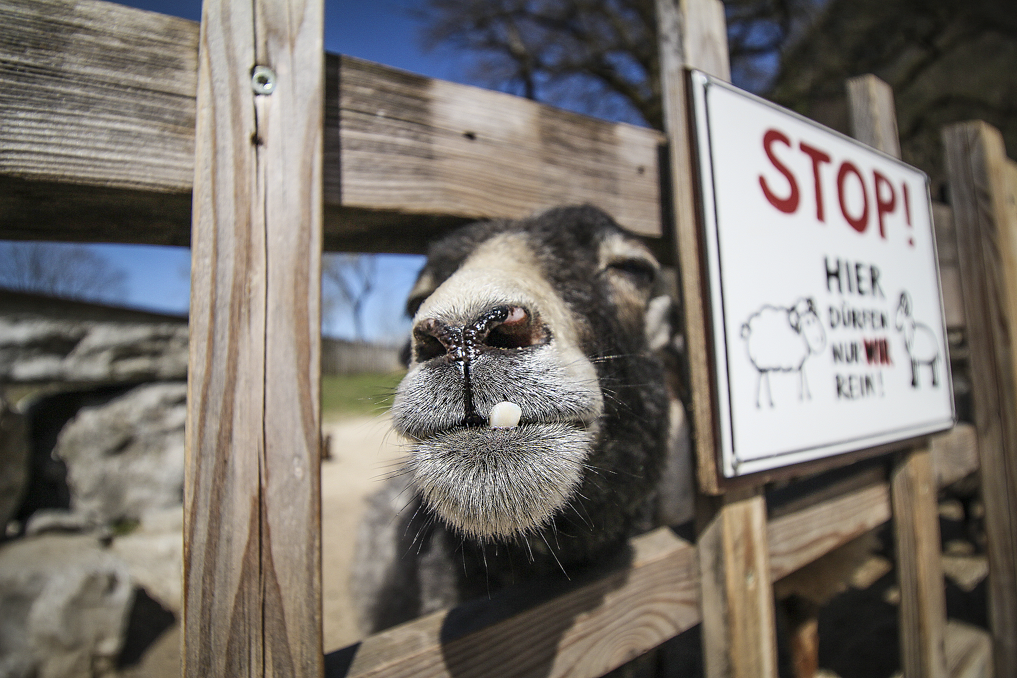 Animal Mugshots | How Far From Home
