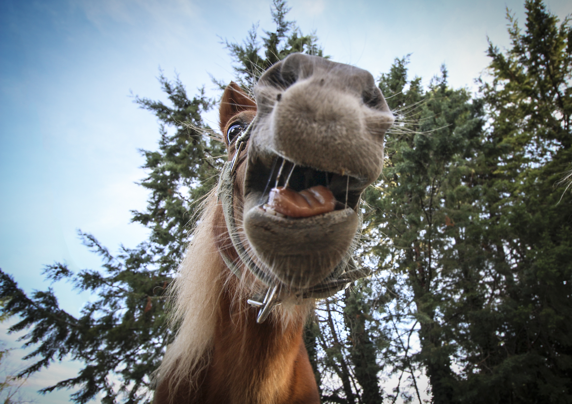 Animal Mugshots | How Far From Home