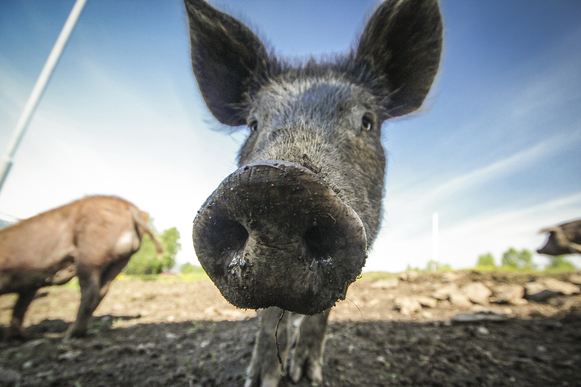 Animal Mugshots | How Far From Home