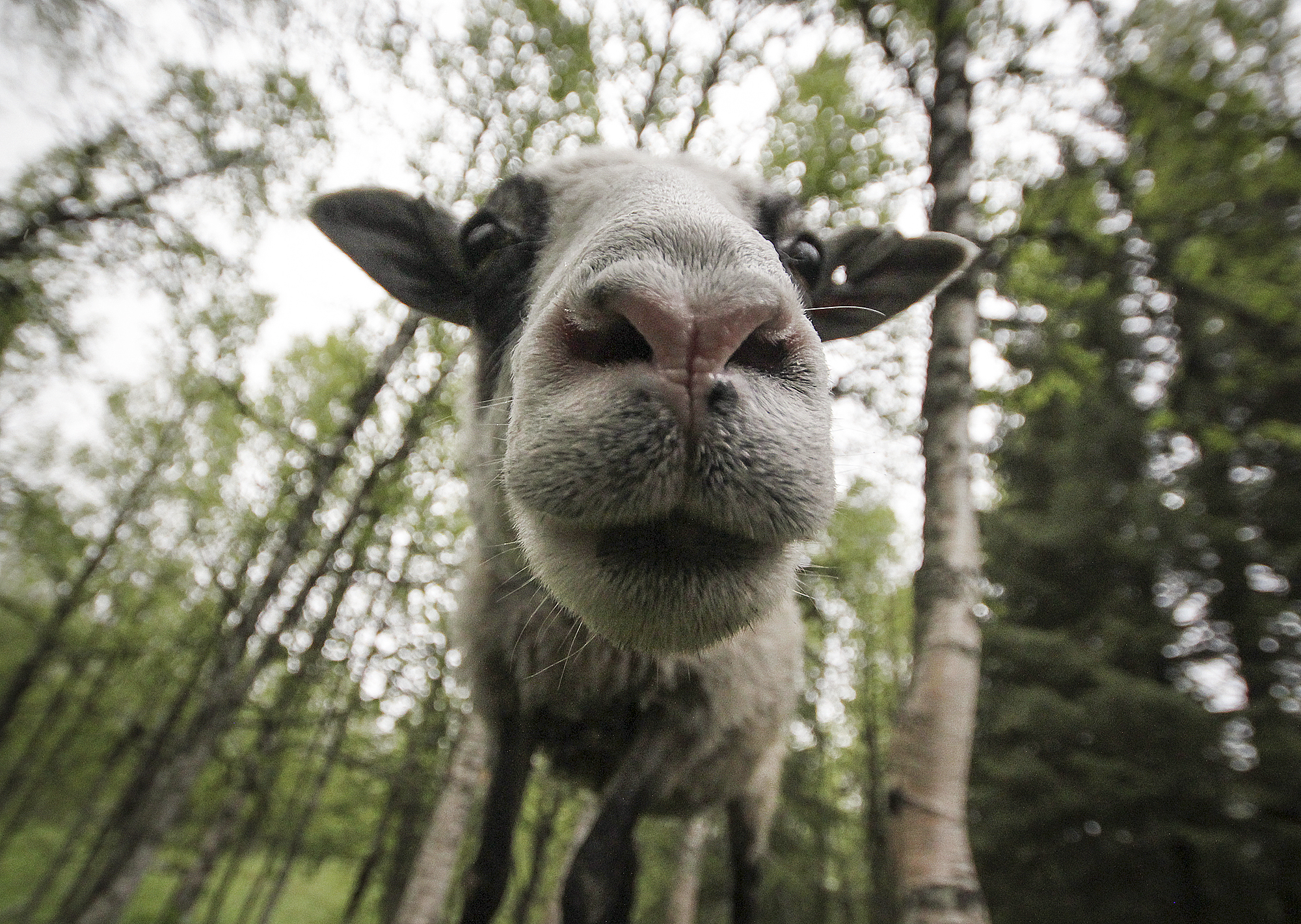 Animal Mugshots | How Far From Home