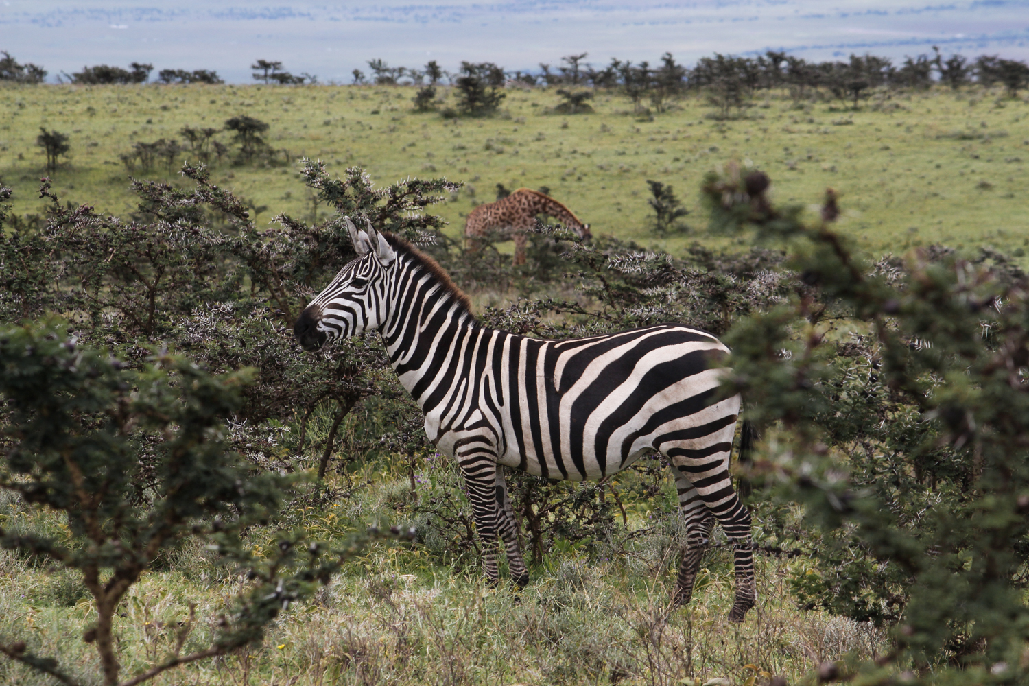 Serengeti Ngorongoro | How Far From Home