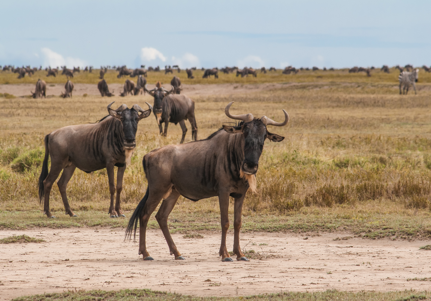 Serengeti Ngorongoro | How Far From Home