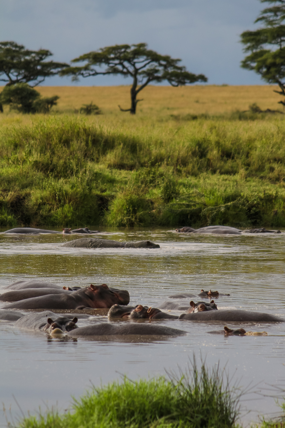 Serengeti Ngorongoro | How Far From Home