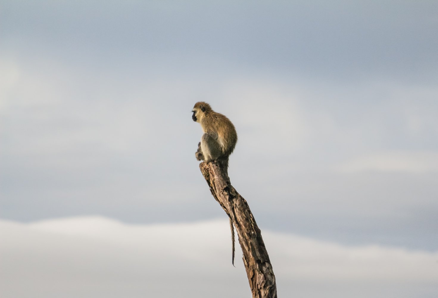 Serengeti Ngorongoro | How Far From Home