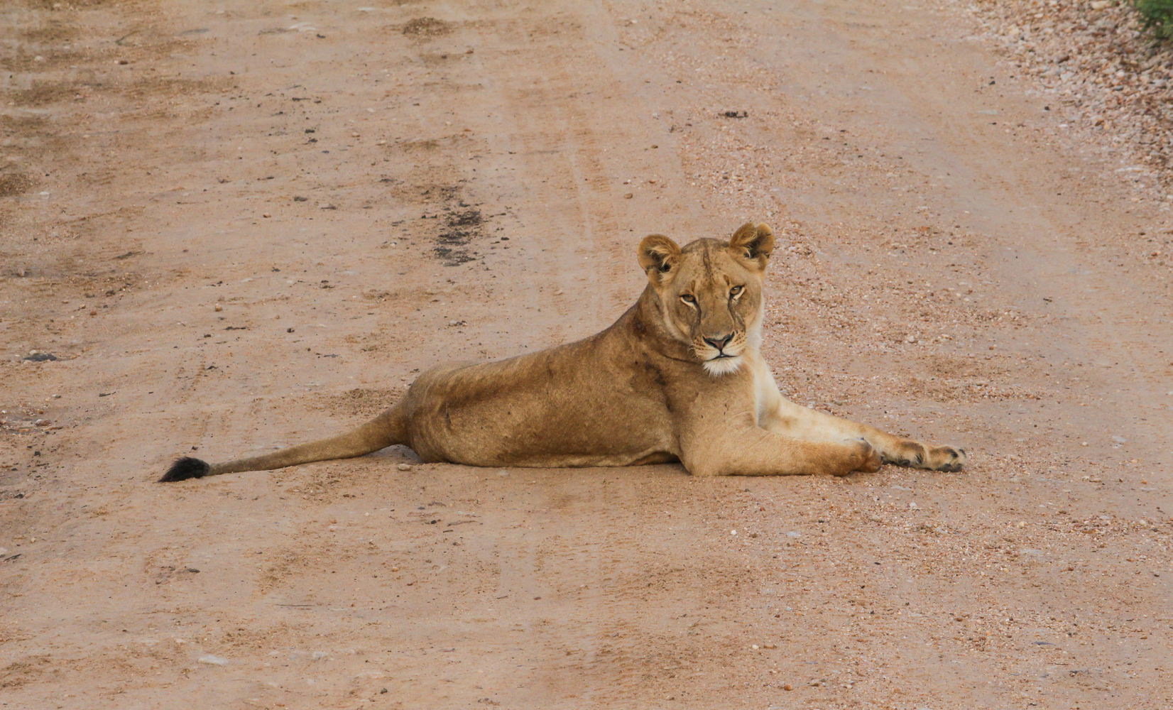 Serengeti Ngorongoro | How Far From Home