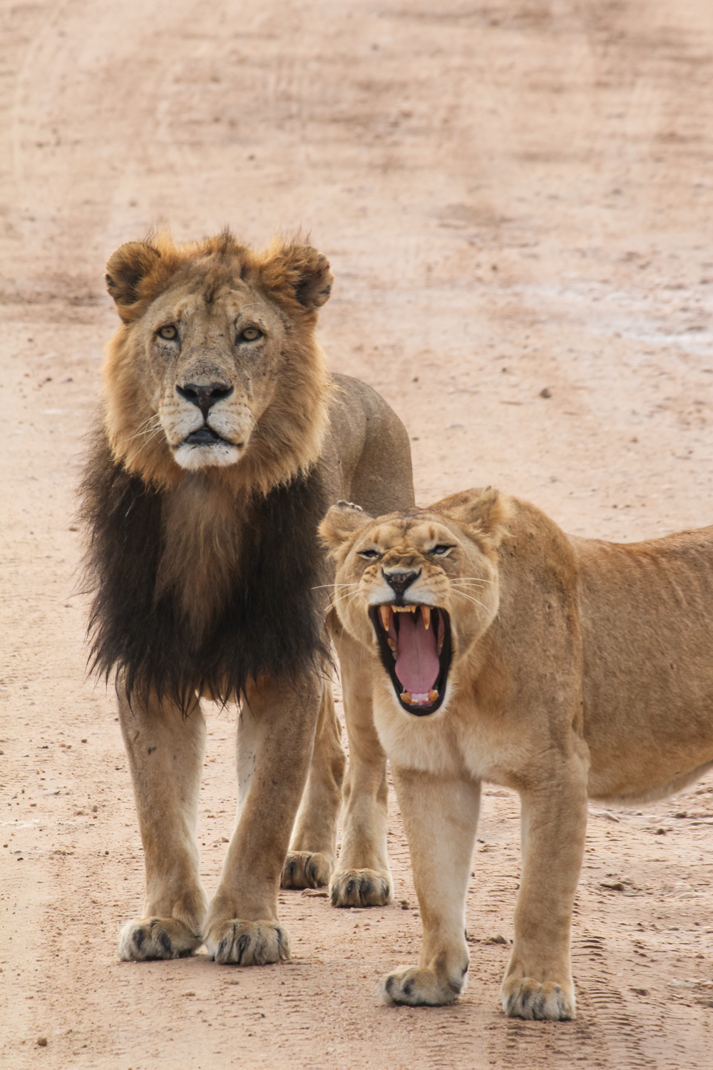 Serengeti Ngorongoro | How Far From Home