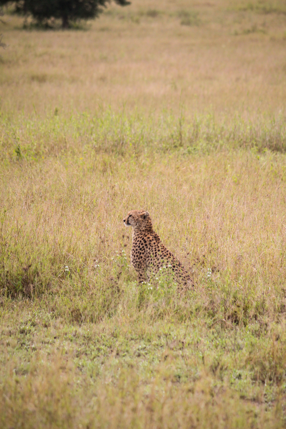 Serengeti Ngorongoro | How Far From Home