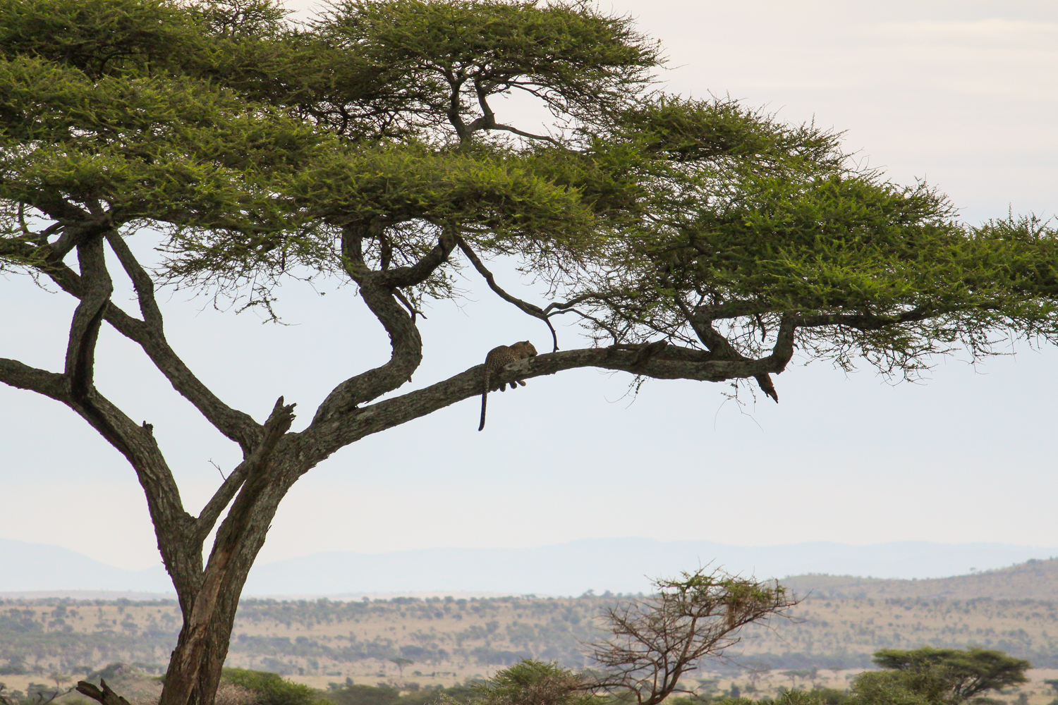 Serengeti Ngorongoro | How Far From Home