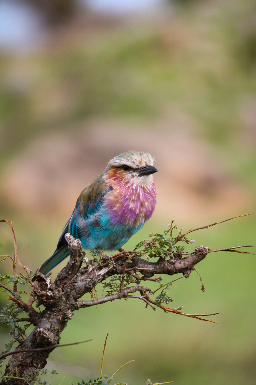 Serengeti Ngorongoro | How Far From Home