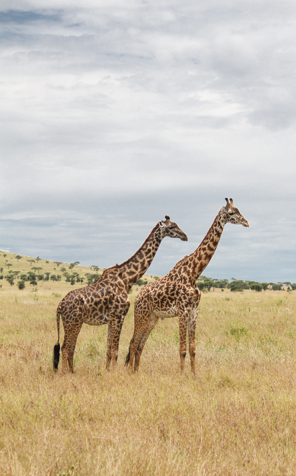 Serengeti Ngorongoro | How Far From Home
