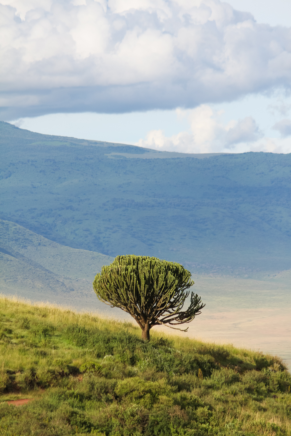 Serengeti Ngorongoro | How Far From Home