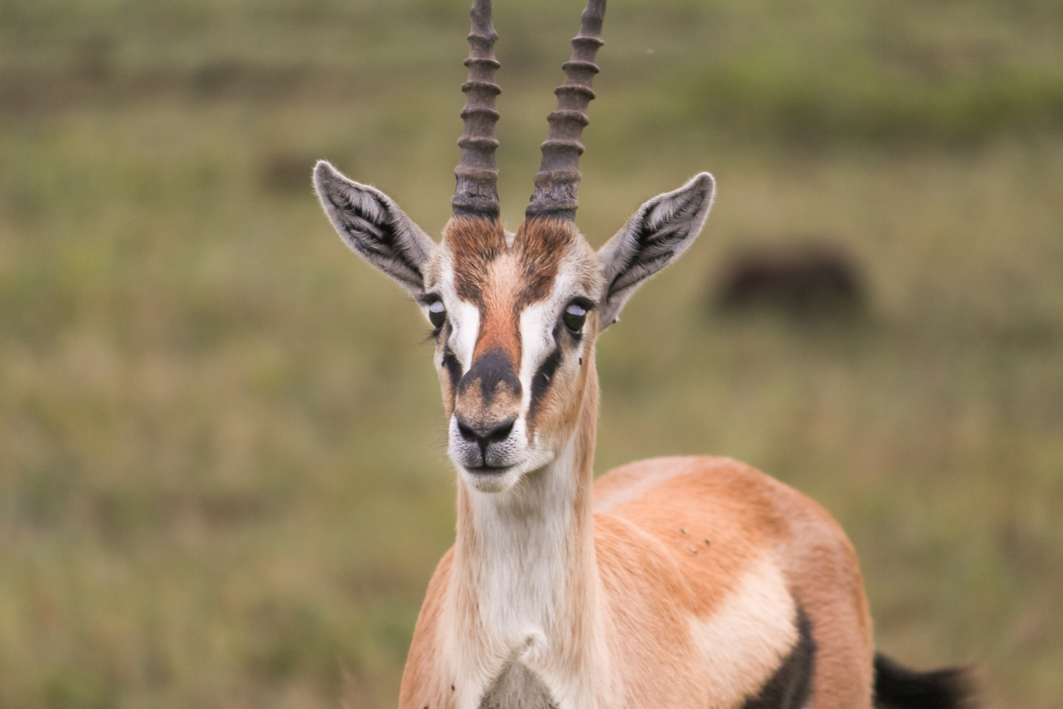 Serengeti Ngorongoro | How Far From Home
